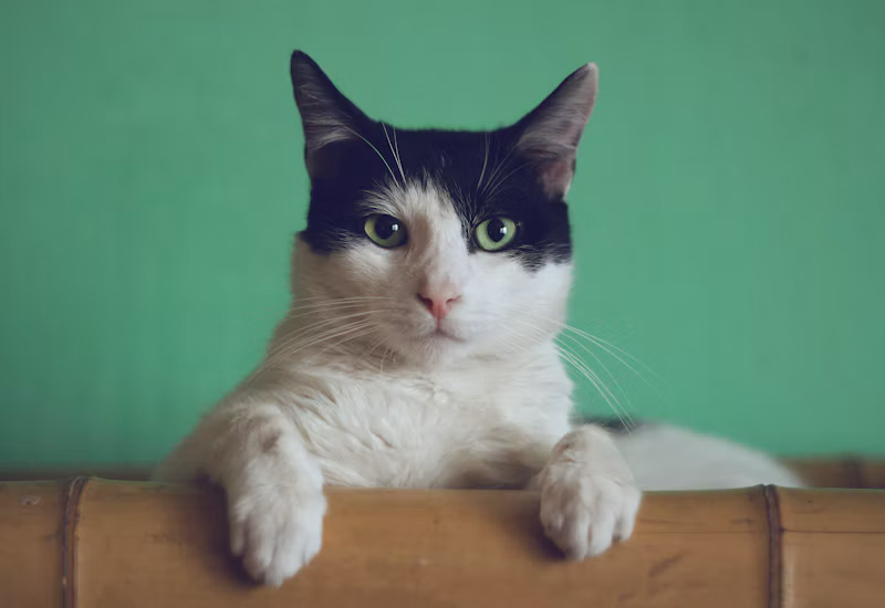 Areia Sanitária para Gatos (4kg)